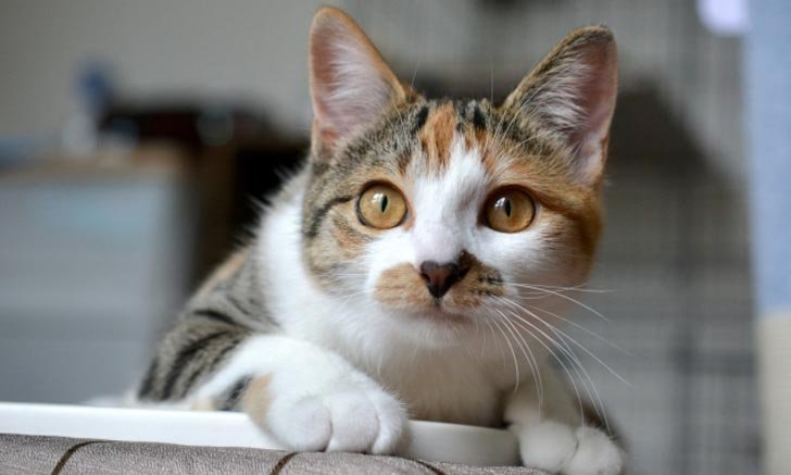ชวนรู้จัก 7 ภาษากายของน้องแมว สัตว์เลี้ยงแสนรักคนญี่ปุ่น