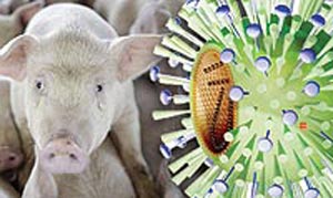 ไข้หวัดหมู ไข้หวัดใหญ่เม็กซิโก