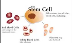 สเต็มเซลล์ หรือเซลล์ต้นกำเนิดคืออะไร