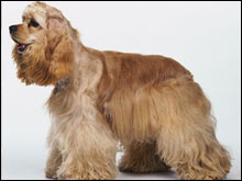 อเมริกัน ค็อกเกอร์