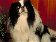 แจแปนนิส ชิน