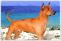 หลังอาน