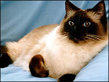 แรคดอลล์