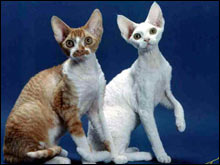 เดวอนเรกซ์