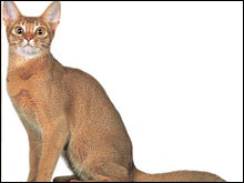 อะบีซิเนียน