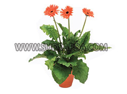 work งาน ออฟฟิศ ต้นไม้