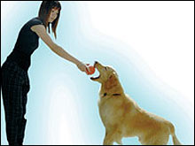 ปรับพฤติกรรมสุนัข เทคนิคสร้างสุขคนเลี้ยง-น้องหมา ตำรับ ประไพศิริ เชี่ยวสาริกิจ