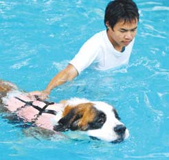 สระ-บาย-ใจ, Pool, สระว่ายน้ำ, สระน้ำหมา, สุนัข