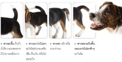 Dog to Dog Communication พูดจาภาษา หมา