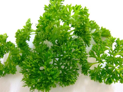 รู้จักพาร์สลีย์ (Parsley) ผักใบเล็กเพื่อสุขภาพกันเถอะ