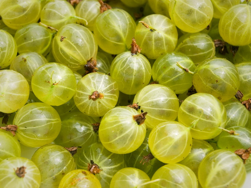 Gooseberries-1_resize