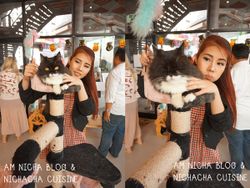 ไปทานเค้กอร่อยๆและเล่นกับน้องแมวที่ Cat Cafe กันเถอะ!!!