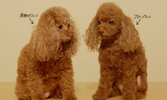 “Clone Wanko” ตุ๊กตาโคลนนิ่งสุนัขแสนรักของคุณ ในราคาเริ่มต้นที่ 3 ล้านเยน