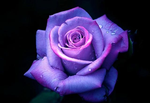 1515038648 images of purple roses hd wallpaper high quality iphone rose for desktop