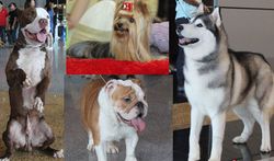 งานเพื่อคนรักน้องหมา Thailand International Dog Show 2011