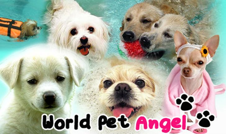 World Pet Angel บริการเพื่อน้องหมาที่คุณรัก