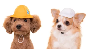 มาไขกาชาปองหมวกน้องหมาที่ญี่ปุ่น! คราวนี้มาในธีมนักเรียน ป.1 ล่ะ