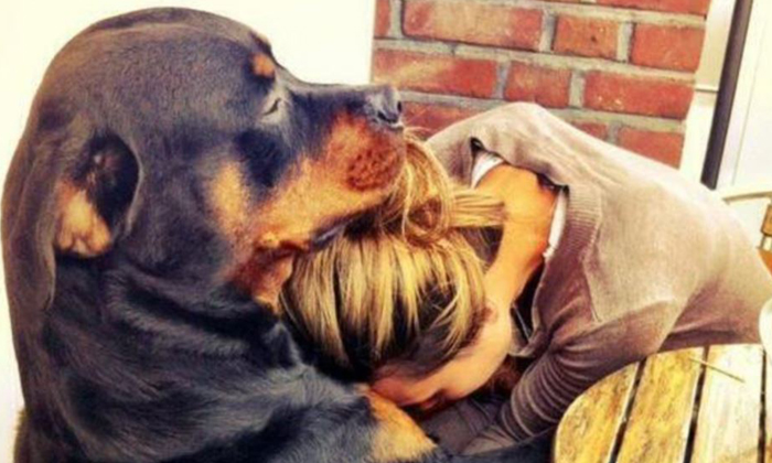 ผลวิจัย เผย สุนัขรู้จัก "ห่วงใย" เจ้าของที่กำลังเศร้าได้