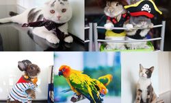 We Love Pets ครั้งที่ 8 มหกรรมสัตว์เลี้ยงแสนรัก ของเหล่าสาวกคนรักสัตว์