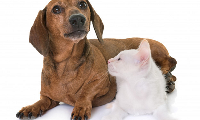 "ฮีทสโตรก" โรคที่สัตว์เลี้ยงก็เป็นได้ รับมืออย่างไรหากเกิดขึ้นกับสุนัขและแมวในหน้าร้อน