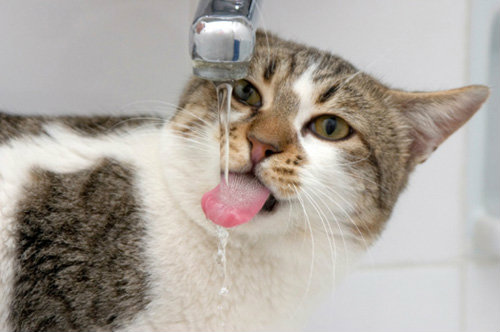 ทำไมแมวชอบดื่มน้ำจากก๊อกน้ำ
