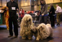 หมา "Komondor" เหตุใดถูกเรียกว่า "หมาไม้ถูพื้น"