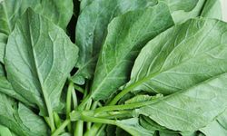7 ประโยชน์ของผักคะน้า สุดยอดผักใบเขียวเพื่อสุขภาพที่ไม่ควรมองข้าม
