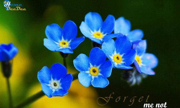 Forget Me Not ดอกไม้สัญลักษณ์แห่งความรัก