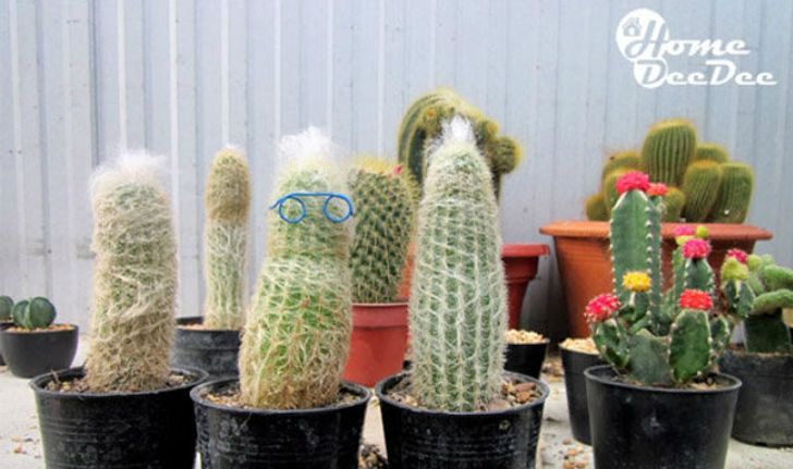 หลงใหลเป็นปลื้มกระบองเพชร Cactus