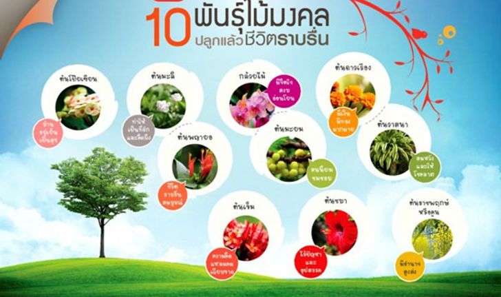 ฮวงจุ้ย 10 พันธุ์ไม้มงคล ปลูกแล้วชีวิตราบรื่น