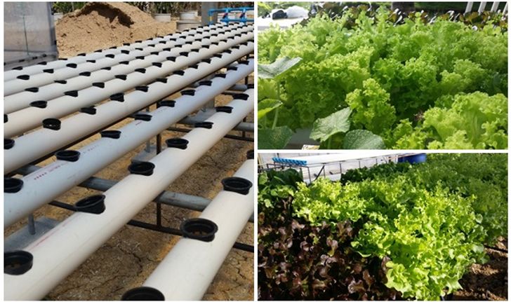 ขั้นตอนทำชุดปลูก Hydroponic  วิธีการปลูกอย่างละเอียด