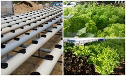 ขั้นตอนทำชุดปลูก Hydroponic  วิธีการปลูกอย่างละเอียด