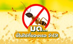 10 ชิ้นพิฆาต กำจัด “มด” ได้อยู่หมัด