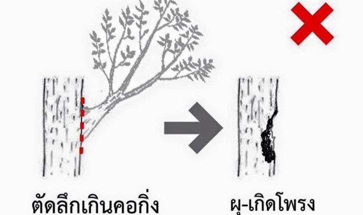 รวมวิธีตัดต้นไม้อย่างไรให้ต้นไม้สุขภาพดี ไม่ล้มทับเป็นอันตรายคนอื่น