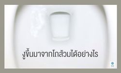 หมดสงสัย  งูขึ้นมาจากโถส้วมได้อย่างไร มีคลิป