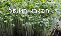 ปลูก "งางอก" ไว้กินเอง ง่ายๆ ที่ระเบียงคอนโดก็ทำได้