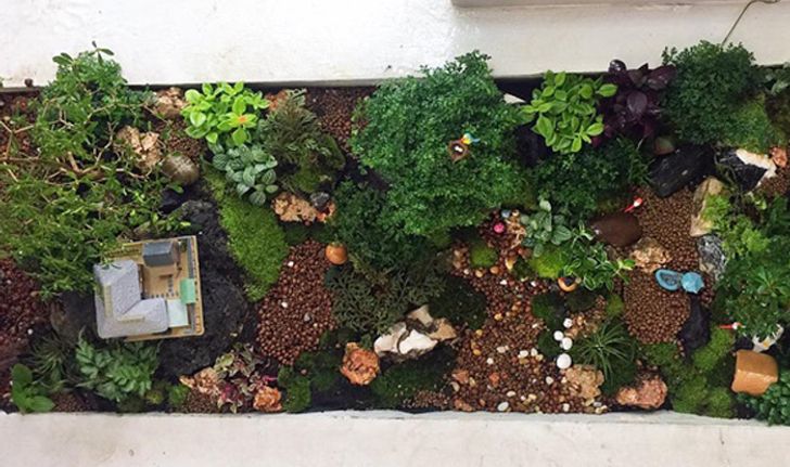 DIY Giant tray garden