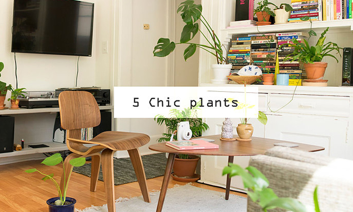 Chic plants 5 ต้นไม้สายชิค