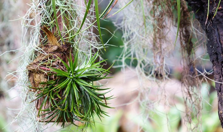 ไม้อากาศ Air plant จากร้าน 100 เยน Daiso กับการประดับสุดแสนสดชื่นน่ารัก