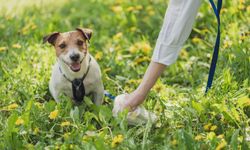 วิธีทำความสะอาด “อึสุนัข” เพื่อความสะอาด และสุขภาพที่ดี