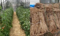 ใช้หญ้าแห้งคลุมดิน ภูมิปัญญาในการเพิ่มผลผลิตทางการเกษตรที่เป็นมิตรต่อสิ่งแวดล้อมของคนญี่ปุ่น