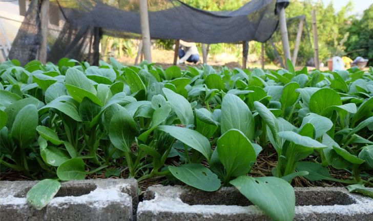 แชร์ประสบการณ์ “ปลูกผักกวางตุ้งฮ่องเต้” วิถีประหยัด ปลอดสารพิษ กินกันได้ทั้งบ้าน