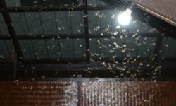 5 วิธีกำจัดแมลงเม่า ก่อนเป็นปลวกร้ายทำลายบ้าน