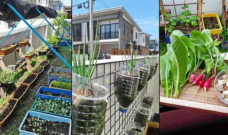 “ทำสวนครัวแบบ DIY” ประหยัด ปลอดภัย พร้อมเพิ่มพื้นที่สีเขียวให้กับบ้าน