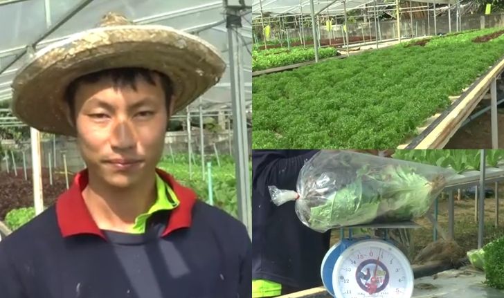 หนุ่มวัย 29 หันหลังจากงานประจำ ปลูกผักไฮโดรโปนิกส์สร้างรายได้เดือนละ 5 หมื่น