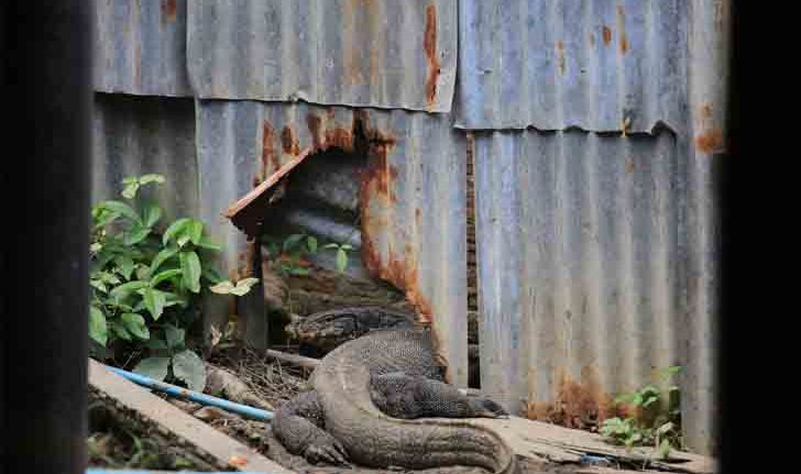 วิธีป้องกัน “ตัวเงินตัวทอง” เข้าบ้าน