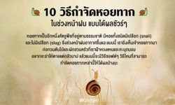 10 วิธีกำจัดหอยทากในช่วงหน้าฝน แบบได้ผลชัวร์ๆ