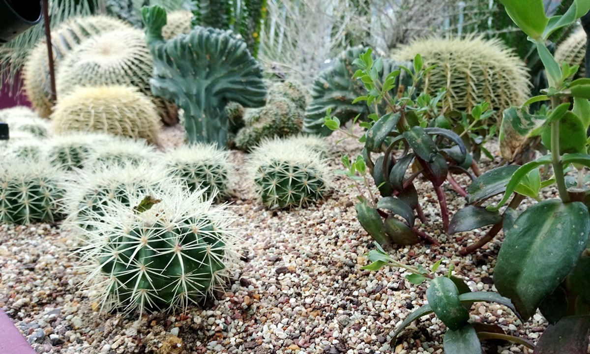 Desert Garden จัดสวนกระบองเพชรแบบเมืองร้อน