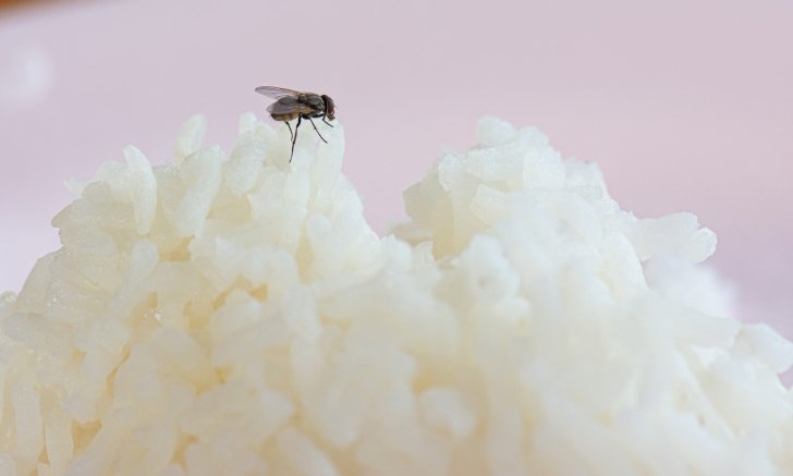 วิธีไล่แมลงวันในบ้านทำอย่างไร วิธีไหนใช้ได้ผลจริง