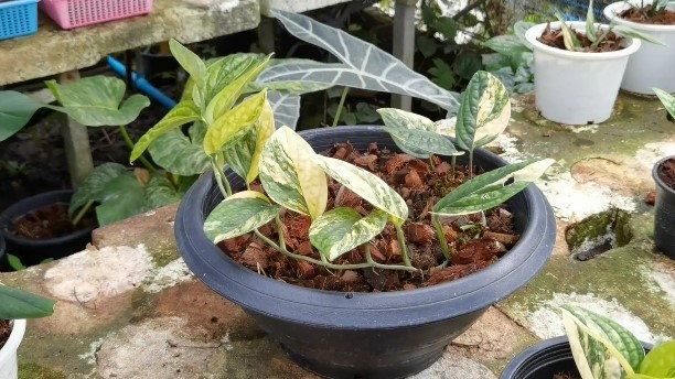 Monstera Karstenianum Variegated